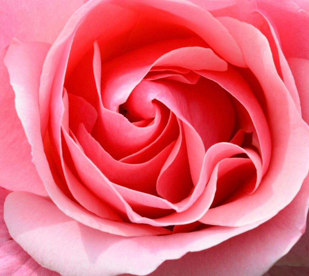 Captivating close-up of a blooming pink rose with intricate petals, perfect for floral backgrounds.
